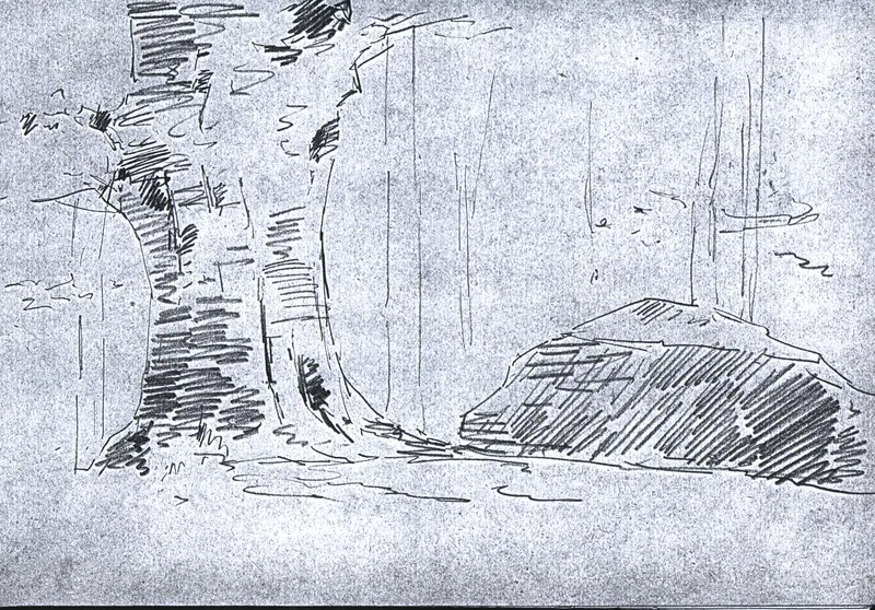 Studio del tronco d‘albero